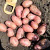 Картофель Ред Скарлет опт