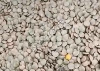 ЧЕЧЕВИЦА ЗЕЛЕНАЯ ДЕЛЬТА