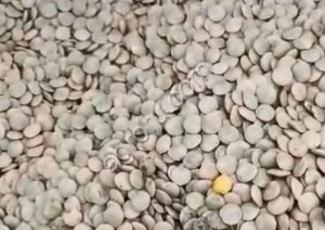 ЧЕЧЕВИЦА ЗЕЛЕНАЯ ДЕЛЬТА