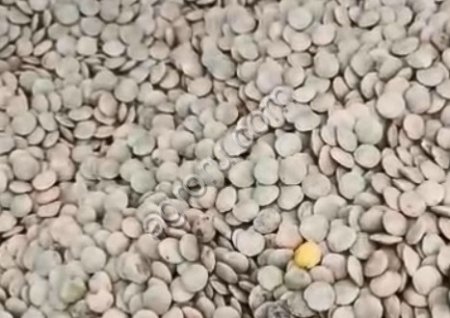 ЧЕЧЕВИЦА ЗЕЛЕНАЯ ДЕЛЬТА