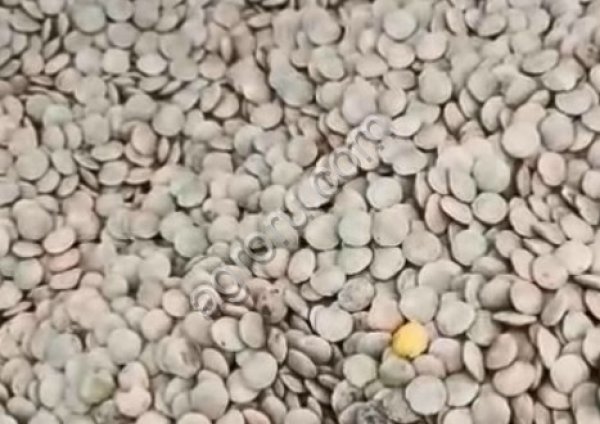 ЧЕЧЕВИЦА ЗЕЛЕНАЯ ДЕЛЬТА