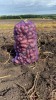 Картофель Тульской области