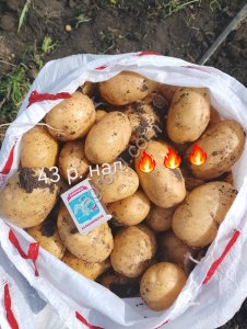 Перевозчиков Илья Александрович