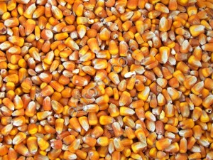 Кукуруза продовольственная