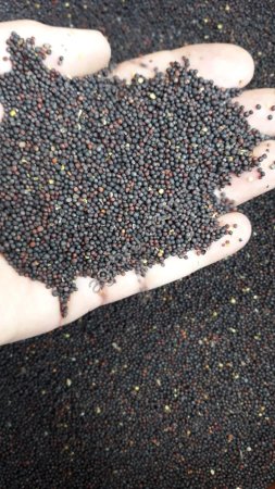 Рапс на переработку