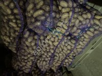 кортофель королева анна