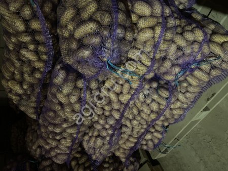 кортофель королева анна