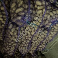 кортофель королева анна