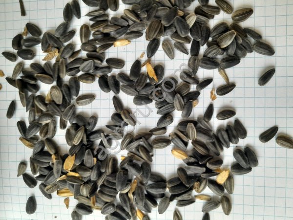 Подсолнечник