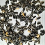 Подсолнечник