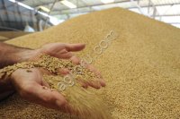 Пшеница фуражня