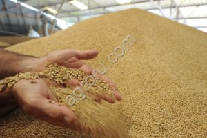 Пшеница фуражня