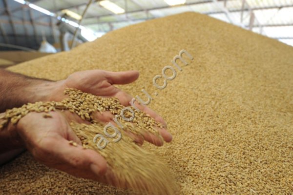 Пшеница фуражня