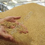 Пшеница фуражня