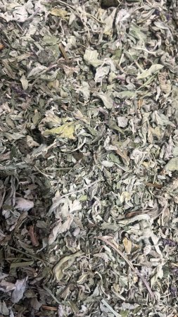 Мята болотная