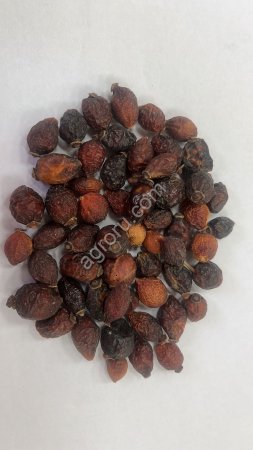 Плод шиповника