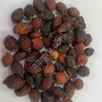 Плод шиповника