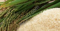 Рис круглозерный по ГОСТ