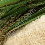 Рис круглозерный по ГОСТ