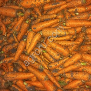 Морковь (Крупная и 2й сорт)