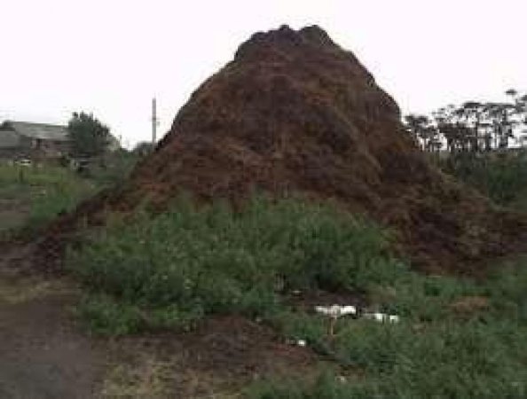 300 миллионов тонн навоза и помёта пора превращать в сверхурожаи