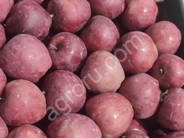 Яблоки сортов: Голден Делишес, Гренни Смит,Фуджи,Симиренко