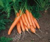 морковь столовая оптом
