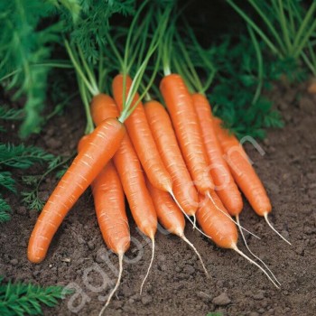 <span>морковь</span> столовая оптом