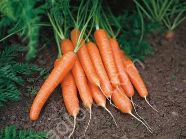 морковь столовая оптом
