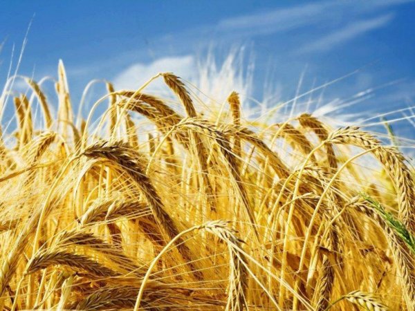 В России за август поднялась только пшеница 3 класса на фоне падения остальных зерновых