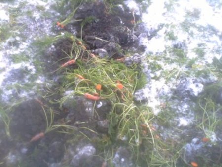 Под Омском бросили целые поля с овощами