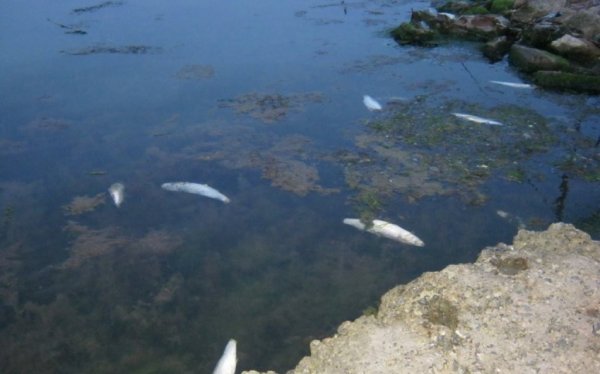 В Брянской области массово гибнет рыба