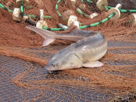 Начало бонтировки на филиалах ФГУ Севкаспрыбвод