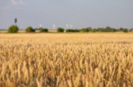 Пострадавшие от засухи 2010 года получают зерно от государства