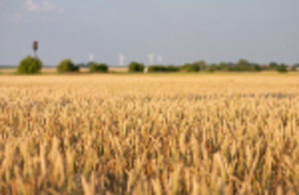 Пострадавшие от засухи 2010 года получают зерно от государства