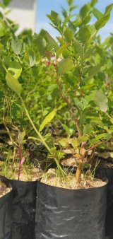 Саженцы голубики.