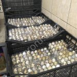 Инкубационное перепелиное яйцо