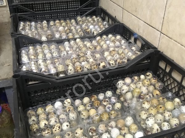 Инкубационное перепелиное яйцо