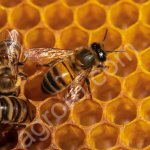 мёд и продукция пчеловодства