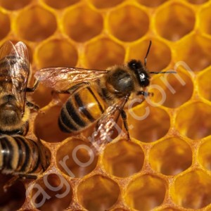 мёд и продукция пчеловодства