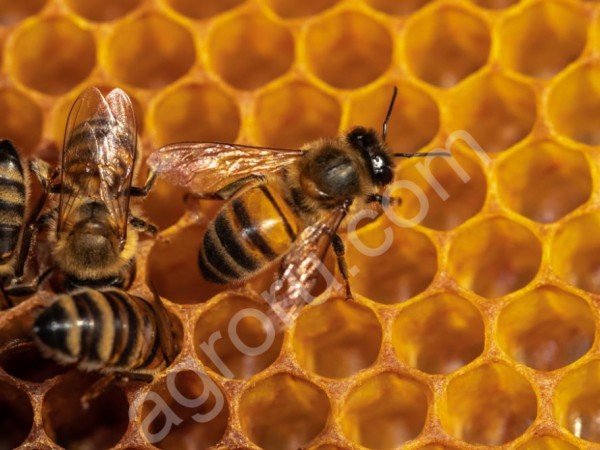 мёд и продукция пчеловодства