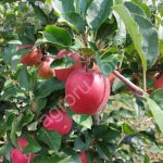 Летние яблоки сортов Дэвилл Гала, Женева, Квенти, Боровинка, Налив сетевого качества.