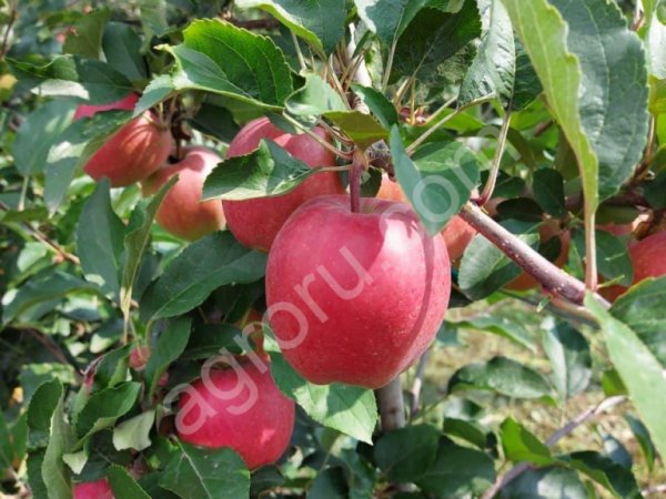 Летние яблоки сортов Дэвилл Гала, Женева, Квенти, Боровинка, Налив сетевого качества.