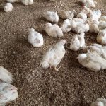 Курица бройлер живым весом