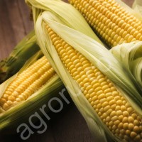 Семена кукурузы НК Фалькон Syngenta, ДКС4014 Monsanto