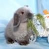 Питомник декоративных кроликов Красная Жемчужина