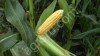 Семена Кукурузы Российский ЭС
