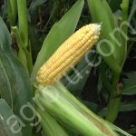 Семена Кукурузы Российский 1 ЭС