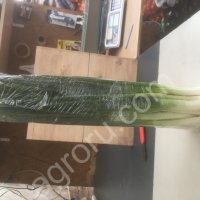 Зелёный лук, перо