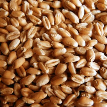 Иран закупил российскую и казахскую пшеницу?